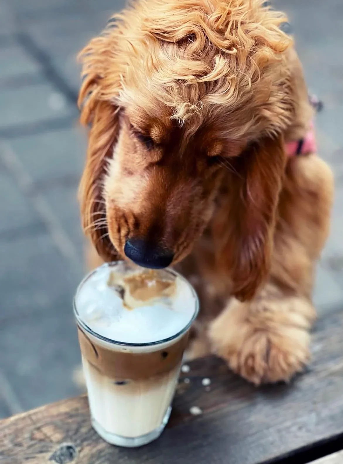 קפה בלפור - תמונה 6